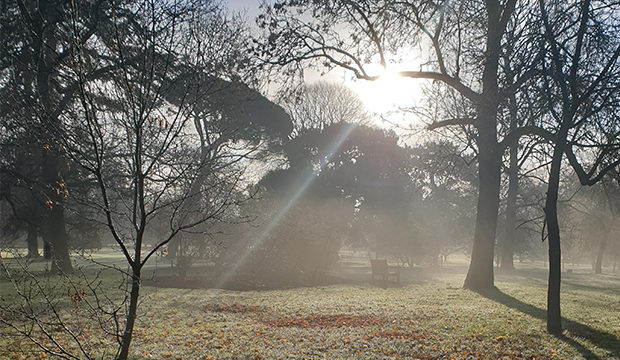 Trees and sunshine at Kew Gardens